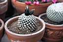 TURBINICARPUS VALDEZIANUS.jpg